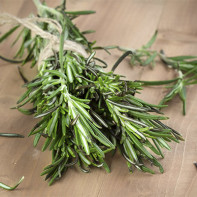 Photo of Rosemary 3