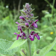 Fotografie a lobului medicinal al Ioanei d'Arc 2