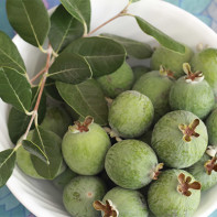 Feijoa 5 foto