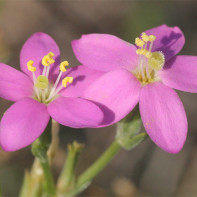 Photo of yarrow 4