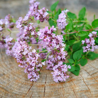 Photo of oregano 3