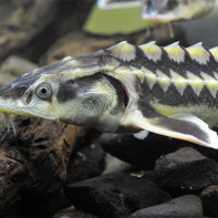 Sturgeon photo