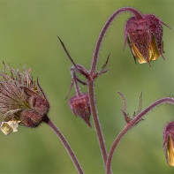 Gravilata 5 nuotrauka