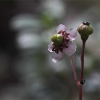 Photo of bulbous honeysuckle