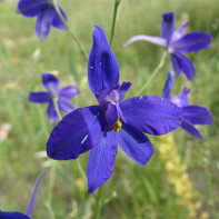 Photo of larkspur