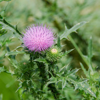 Fotografie de prickly tartaricus 3