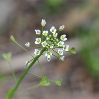 Photo of shepherd's purse