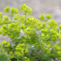 Fotografie de manșetă de plante 3