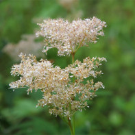 Photo of meadowsweet 4