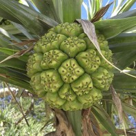 Photo of pandanus 6