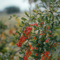 Barberry fotografie