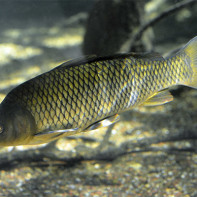 Photo of carp