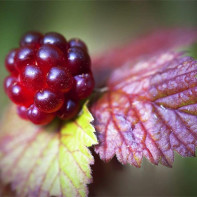 Fotografie de maleberry 2