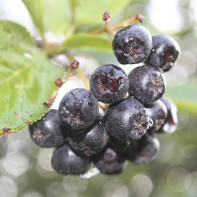 Blackthorn rowan fotografie