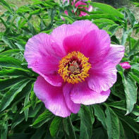 Photo of the rogue peony 3