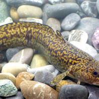 Burbot nuotrauka 4