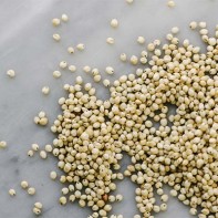 Photo of sorghum 4