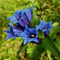 Photo of Gentian 2