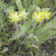 Astragalus fotografie 2