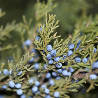 Photo of juniper 3