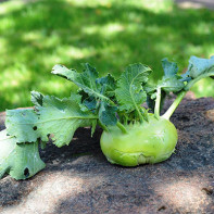 Φωτογραφία του λάχανου kohlrabi 2