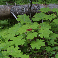 Fotografie de plantainfly 2