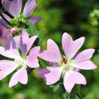 Photo of a small mallow tree 5