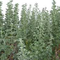 Fotografie de Mugwort 2