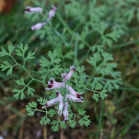 Fotografie de coș de fum