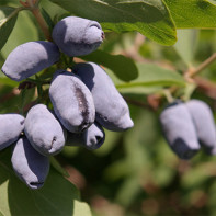 Honeysuckle foto