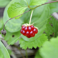 Foto no skābu kāpostu 3