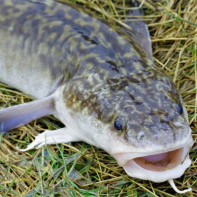 Photo of burbot 5