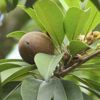 Sapodilla photo 6