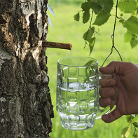 Fotografia brezovej šťavy