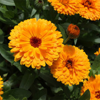 Photo of marigold 2