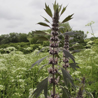 Foto motherwort 4