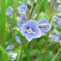 Fotografia Veronica officinalis 2