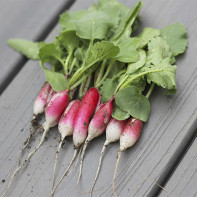 Radish photo 6