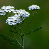 Fotografie de yarrow 3