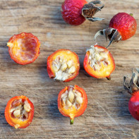 Wild rose hips photo 4