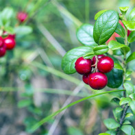 Fotografie de cowberries 4