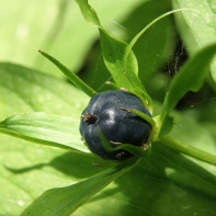 Crow's eye photo 4