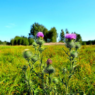 Photo of milk thistle 4