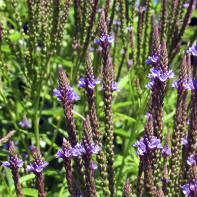 Photo of verbena 4