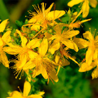 Photo of St. John's Wort