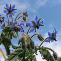 Photo of cucumber herb 5