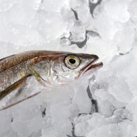 Photo of hake fish 4