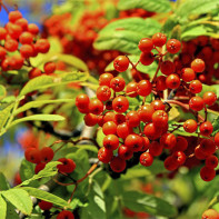 Red Rowan 2 foto