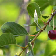 Cherry Leaf Photo 4