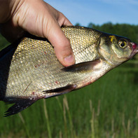 Photo of bream 2